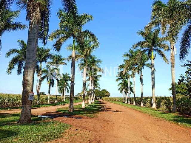 #56 - Chácara para Venda em Sertanópolis - PR - 2